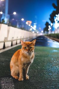 Portrait of cat