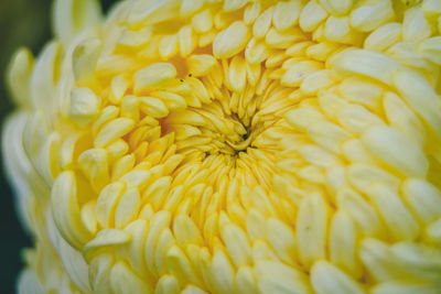 Full frame shot of yellow flowering plant