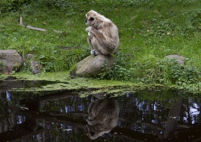 Monkeys on a lake