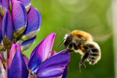 Close-up of honey bee pollinating on purple flower