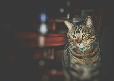 Portrait of cat