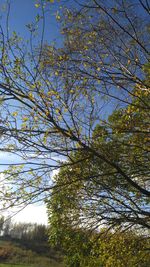 Low angle view of tree against clear sky