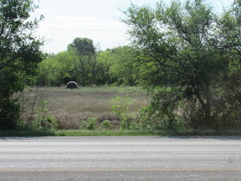 View of trees along road