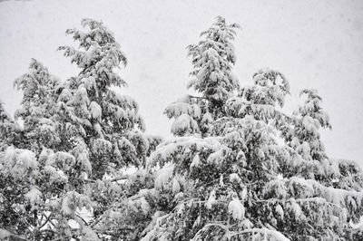 Low angle view of snow on plants against sky