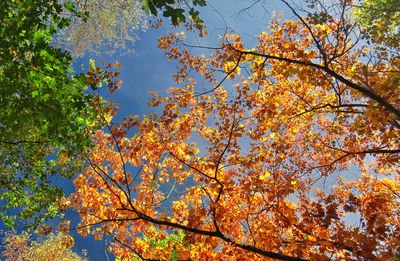 Low angle view of tree against sky during autumn