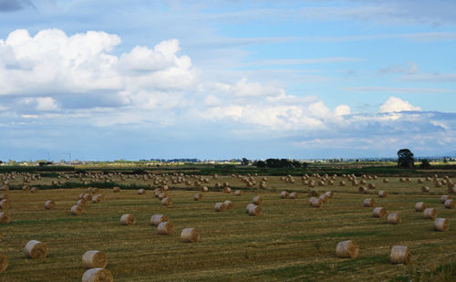 View of sheep on field