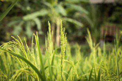 Close-up of crops growing on field