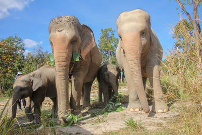 indian elephant