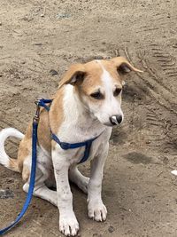 Portrait of dog on beach