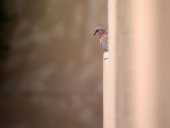 Bird perching on metal pole