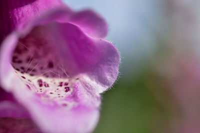 Close-up of foxgloves blooming in park