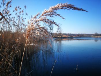 Close-up of stalks against blue sky