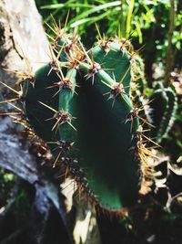 Close-up of prickly pear cactus