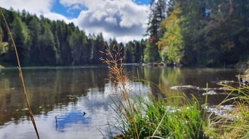 Scenic view of lake by trees against sky