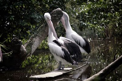 Pelicans on wood against lake