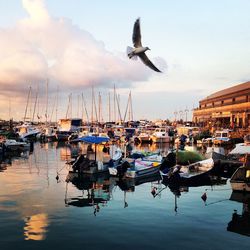 Boats in harbor