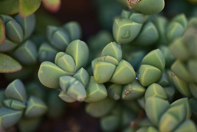 Close-up of succulent plant