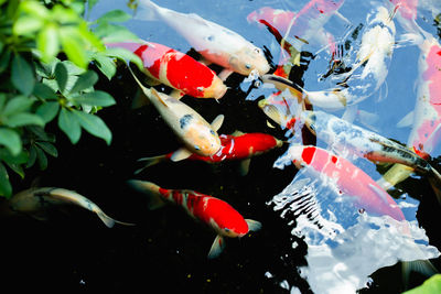 View of koi fish in water