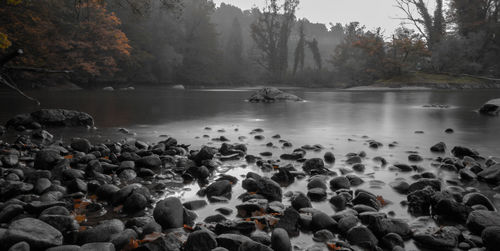 Scenic view of river in forest