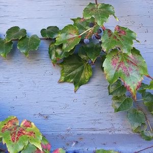 Close-up of leaves on plant