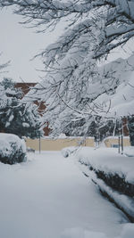 Snow covered plants in city