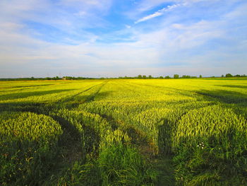 Scenic view of agricultural field against sky