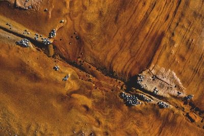 High angle view of lizard on rock