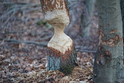 Close-up of tree trunk in forest