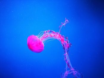 Close-up of jellyfish swimming underwater