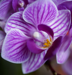 Close-up of purple flowering plant