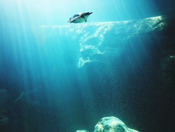 Birds swimming in sea