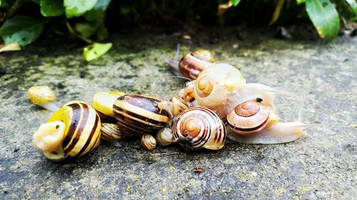 Close-up of snail