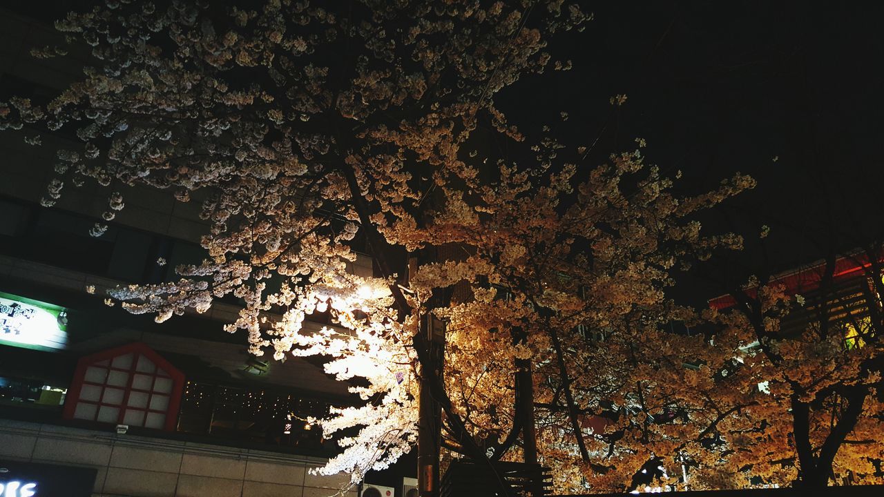 tree, low angle view, building exterior, architecture, built structure, illuminated, night, branch, street light, growth, sky, lighting equipment, building, residential building, city, outdoors, residential structure, house, no people, nature