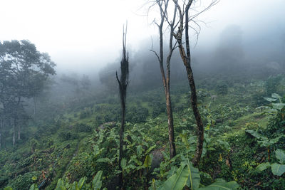 Scenic view of forest during foggy weather