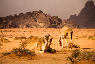 Camels on sand at desert against sky