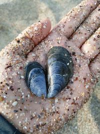 Close-up of seashell