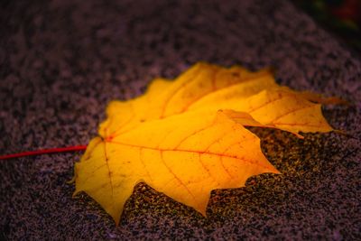 Close-up of yellow maple leaf on autumn leaves