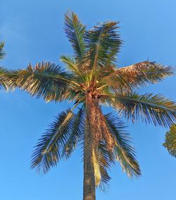 Low angle view of palm tree against clear blue sky