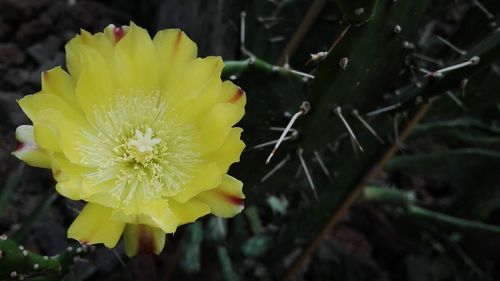 Close-up of yellow flower