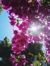 Low angle view of pink flowers