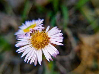 Close-up of purple flower