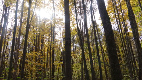 Low angle view of lush trees in forest