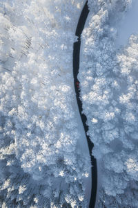 Aerial view of road amidst white forest