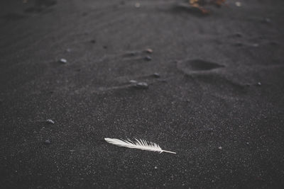 High angle view of bird on sand