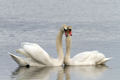 Swan swimming in lake