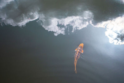 High angle view of fish swimming in sea