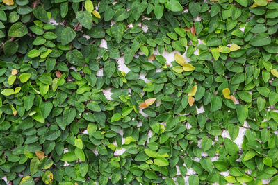 Full frame shot of leaves