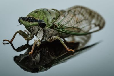 Close-up of insect over white background