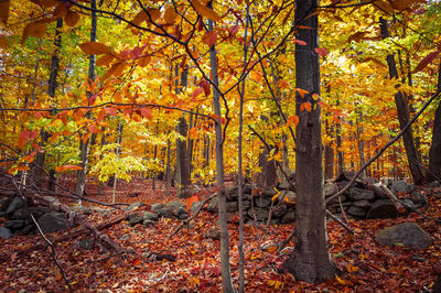 Full frame shot of trees in forest during autumn