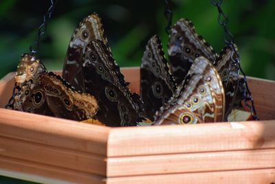 Close-up of butterfly on book